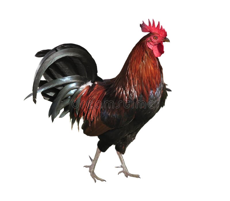 Rooster