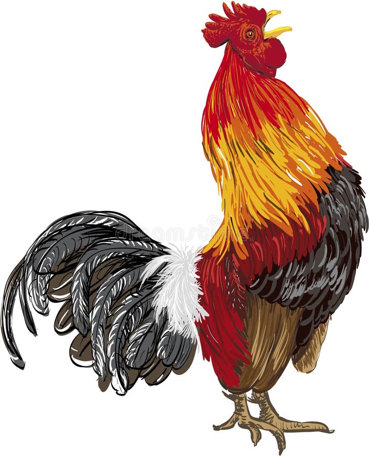 Rooster Vector