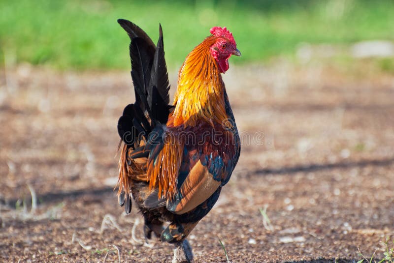 Proud Rooster stock photo. Image of adult, poultry, colours 15669528