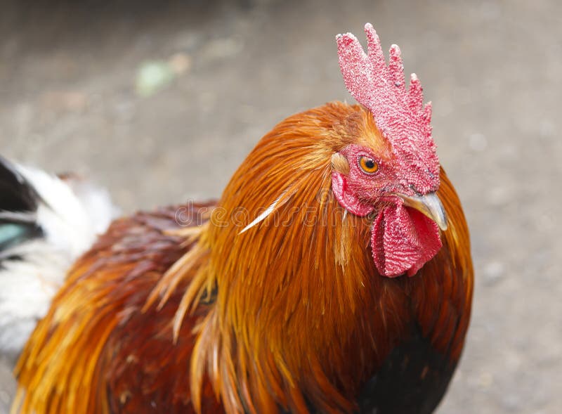 Orange Rooster crowing stock image. Image of cockerel 14687887