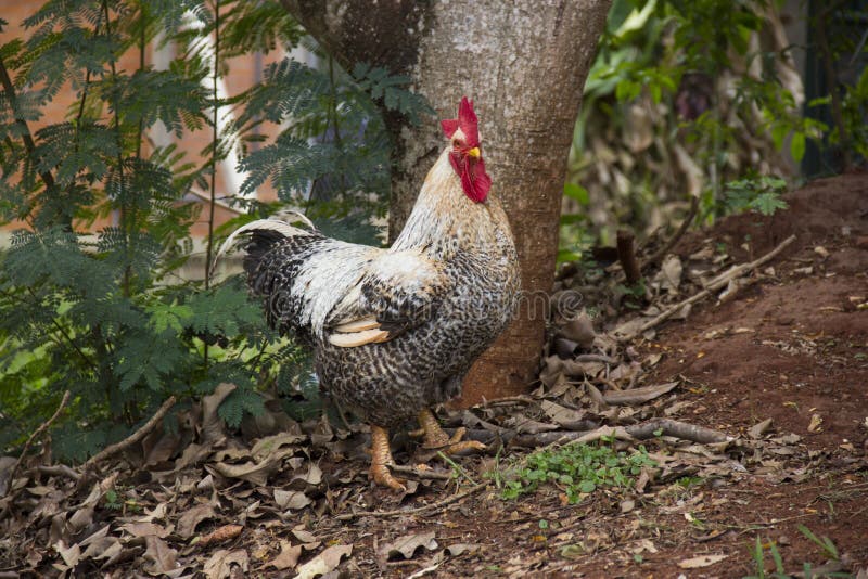 Rooster Alone Loose Inside the Farm. Stock Photo Image of inside