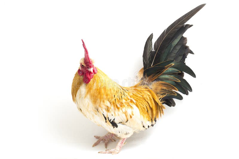 Rooster Bantam Chicken or Ayam Kate is Any Small Variety of Fowl,  Especially Chickens Isolated on White Stock Photo - Image of cutting,  chickens: 182273978