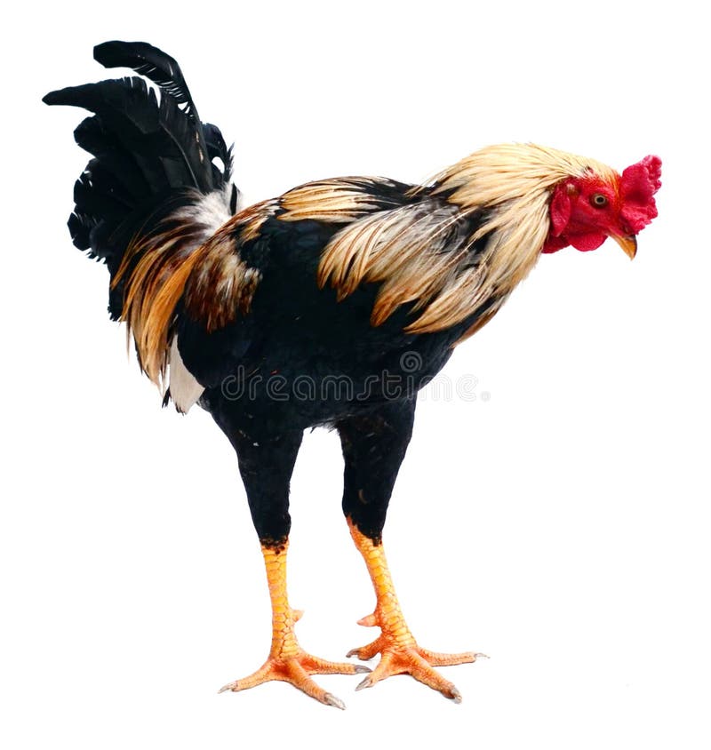 Rooster Bantam Crows Isolate on White Background Stock Image - Image of
