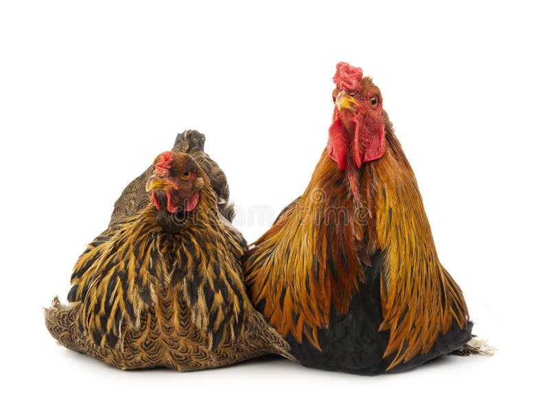 Rooster Brahma isolated stock photo. Image of domestic 142419084