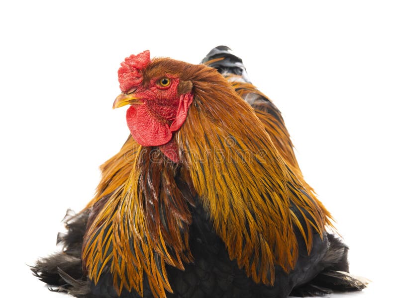 Rooster, brahma (chicken) stock photo. Image of path - 38293806