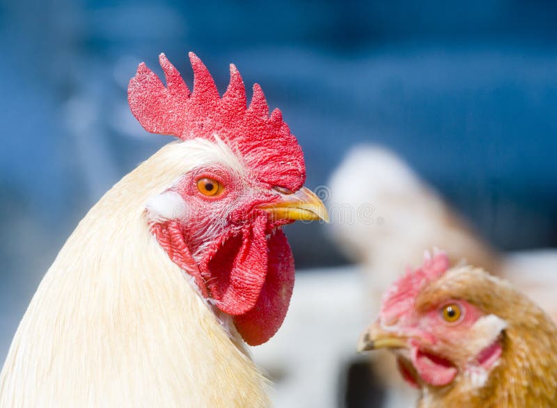 Rooster in a chicken coop stock images