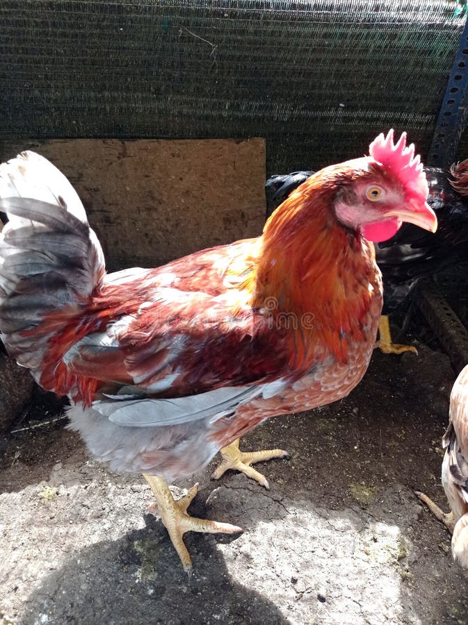 Rooster in chicken coops stock photo. Image of rooster 236494686