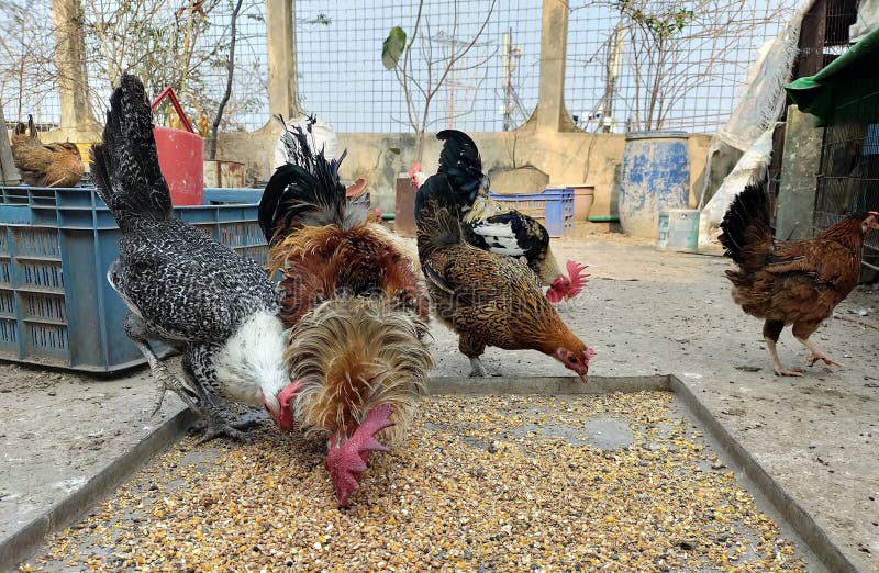 Rooster and Chicken Eating Their Foods Stock Photo Image of ducks