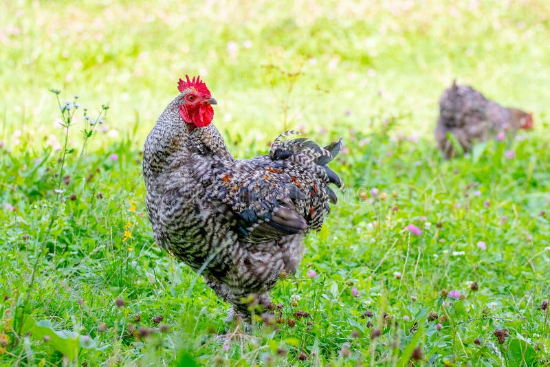 Rooster and Chicken in the Garden on the Grass, Breeding Chickens Stock