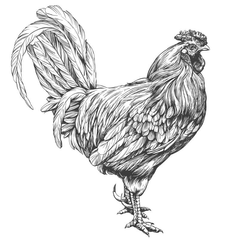 Sketching Every Day*: Chicken Sketch