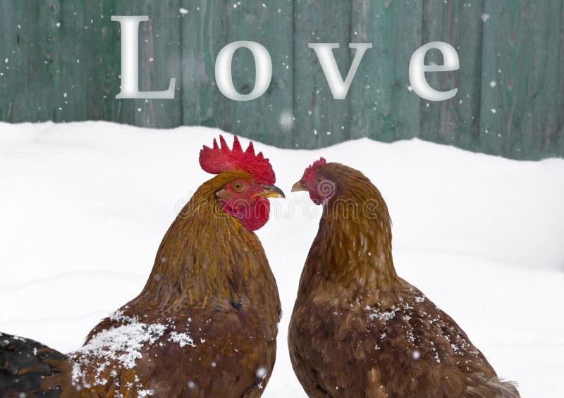 Rooster and chicken love birds on snow winter snowflakes fall