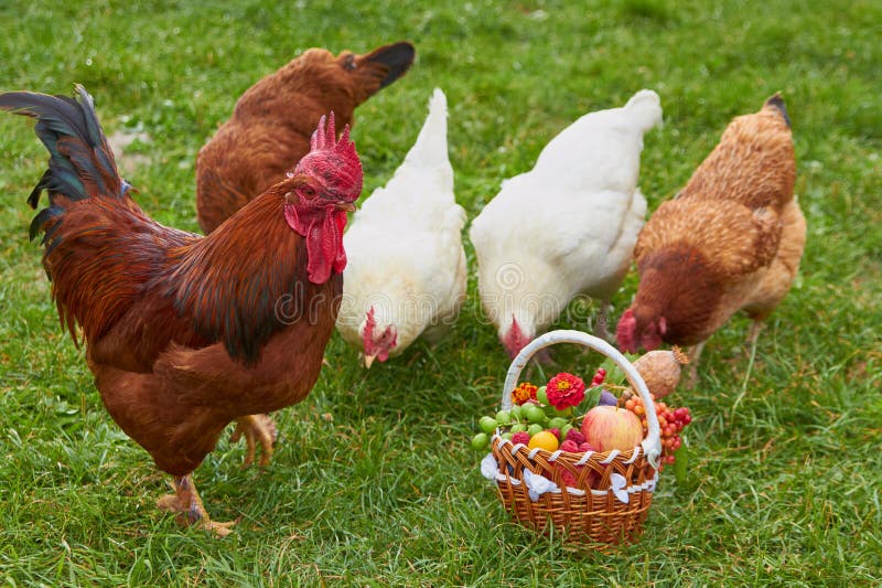 Rooster with Chickens and Fruits on the Grass,a Basket of Fruits on the