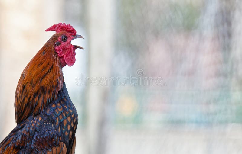 Rooster Crowing