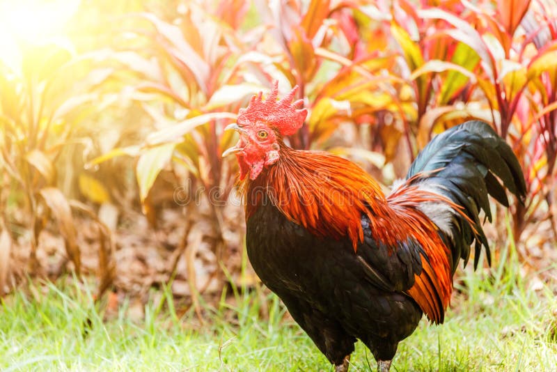 Rooster Crowing in the Morning Sun Stock Photo Image of brown, dawn