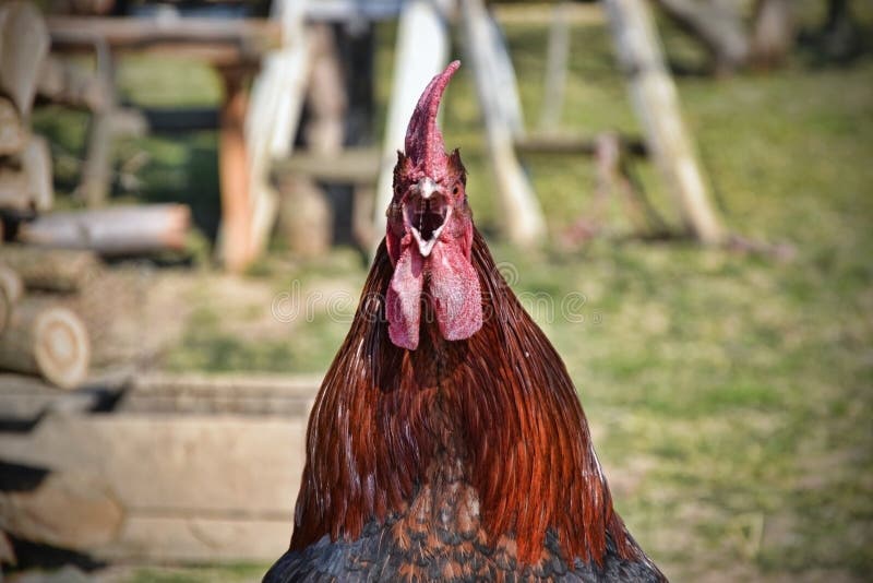 Rooster Crows on Traditional Rural Farm Yard Stock Photo Image of