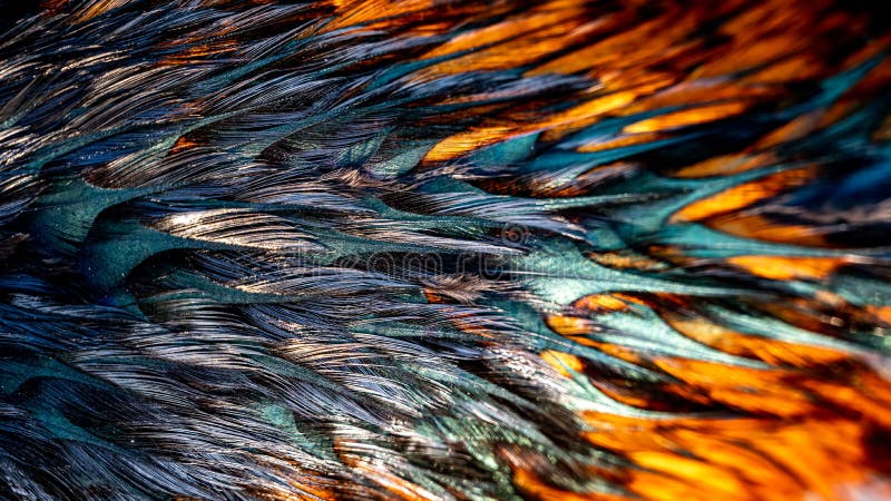 Explore Stunning Rooster Feather Images on NaturePicStock by