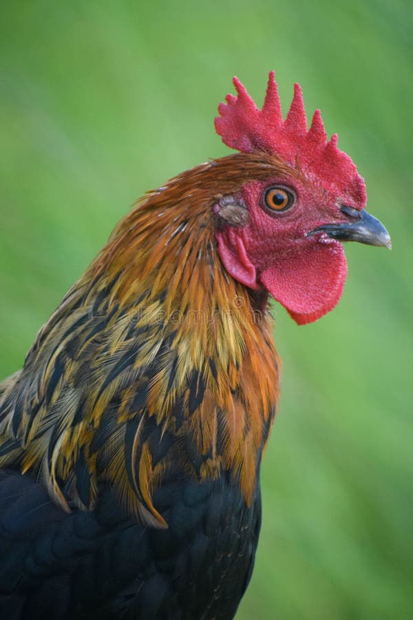 The Rooster in Front is Standing. Stock Image Image of chicken
