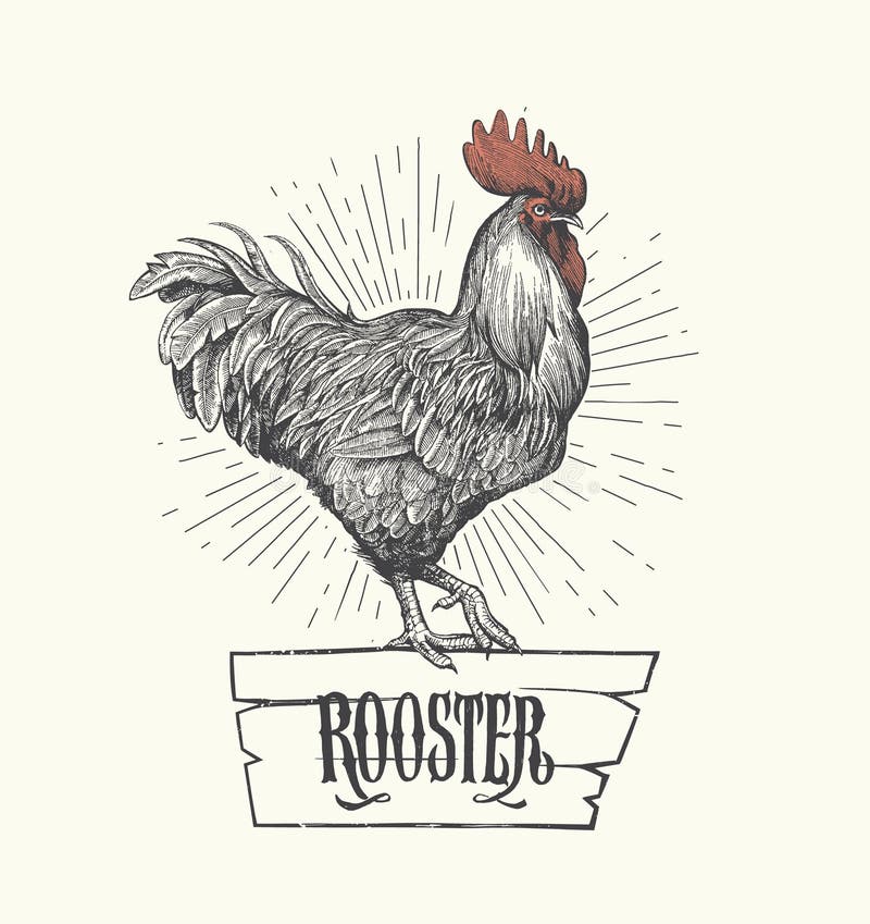 Rooster in graphic style, hand drawn illustration. 