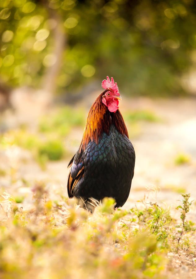 A rooster in the grass