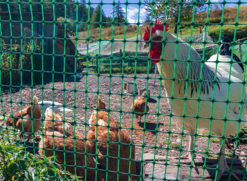 Chicken Mountain View To Lake Millstatt In Spring Stock Image Image