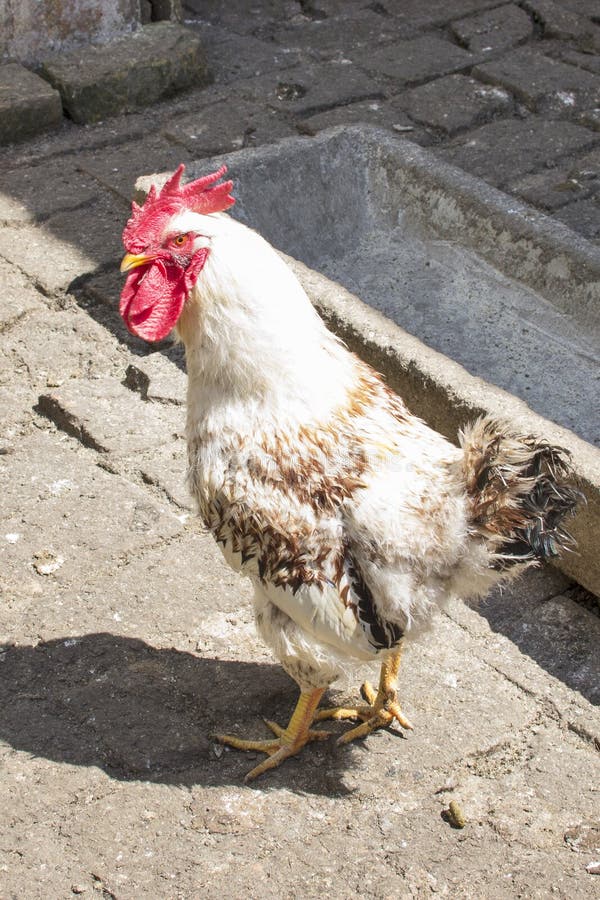 Rooster in the hen house stock image. Image of house 81158203