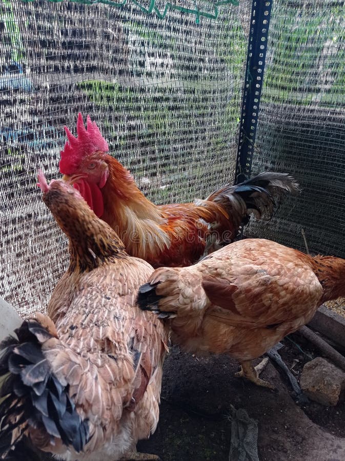 Rooster and the Hen Inside the Chicken Coops Stock Image Image of