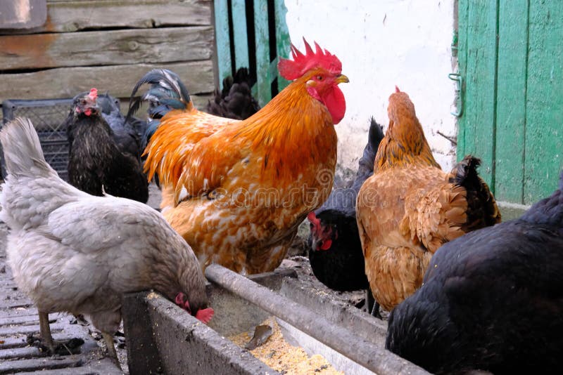 Rooster and Hens while Feeding Grain. Countryside, Domestic Chickens ...