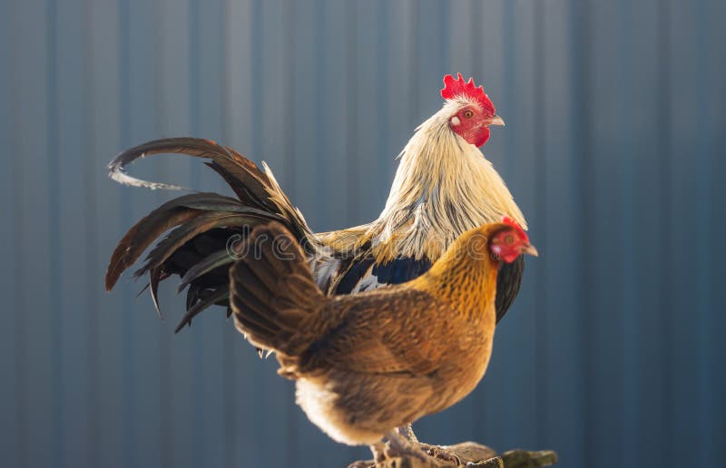 229 Long Tail Rooster Stock Photos - Free & Royalty-Free Stock