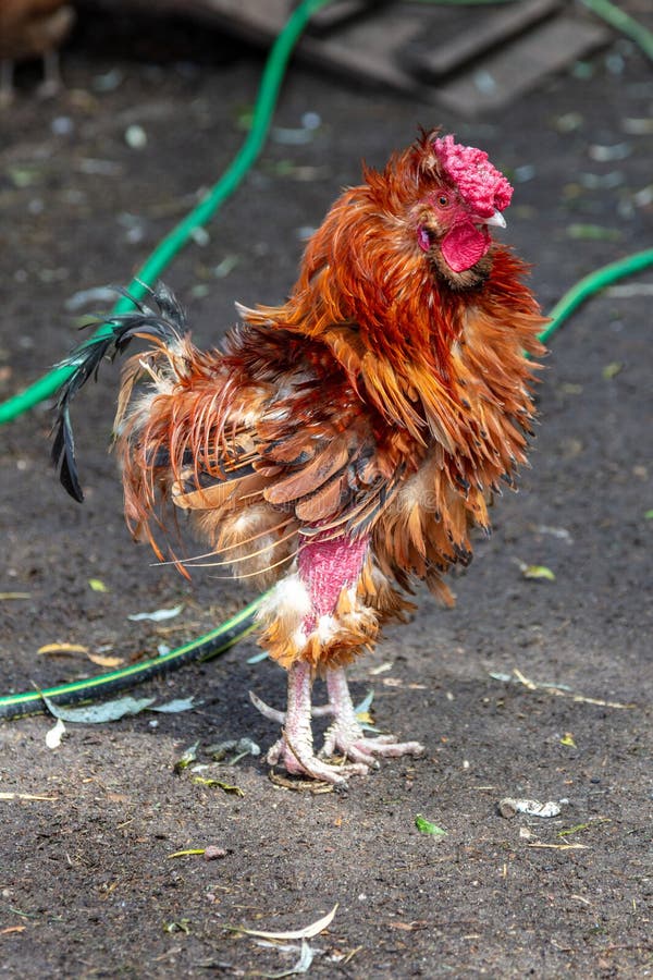 Rooster without Feathers Poses for a Photo, an Animal after a Difficult  Experience Stock Image - Image of beak, mane: 237828907