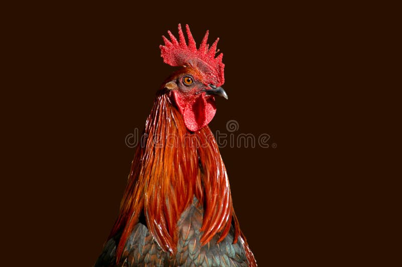 Rooster on sand stock image. Image of sand, feral, male 31178201