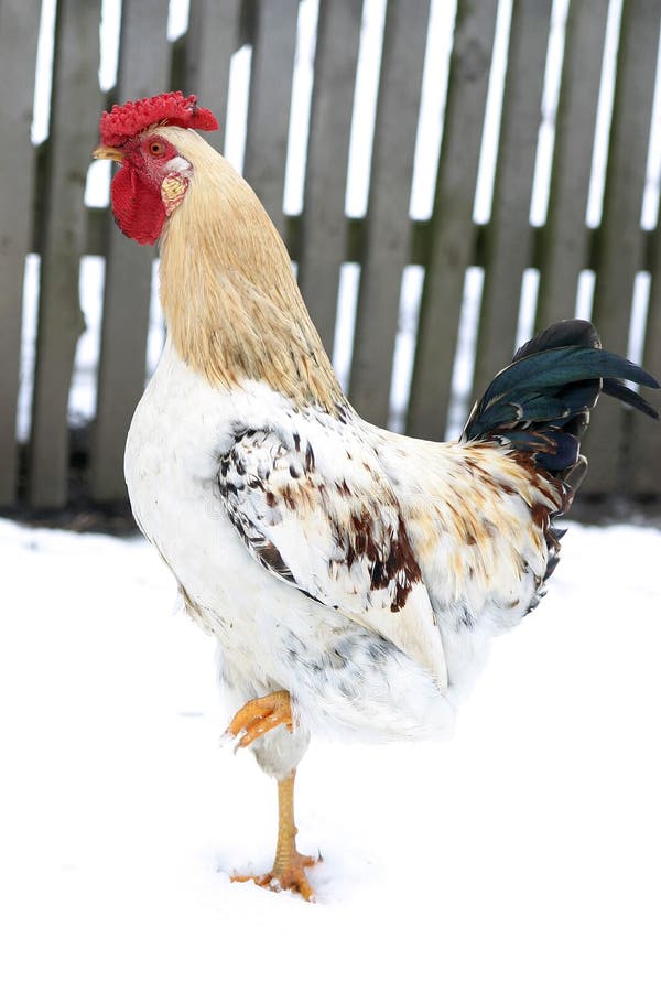Rooster in Snow stock image. Image of white, close, object - 426309
