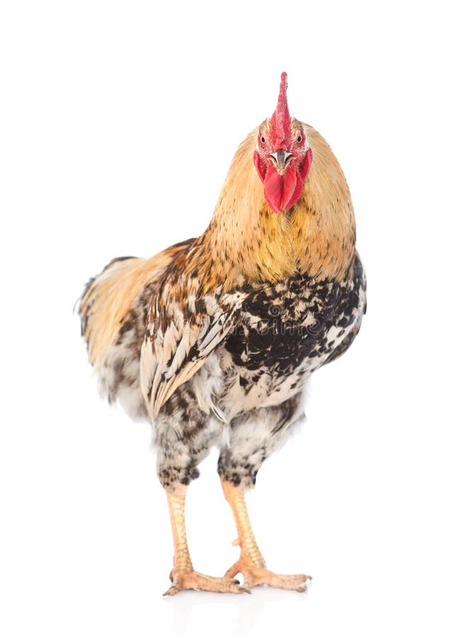 Rooster Standing in Front View. Isolated on White Background Stock