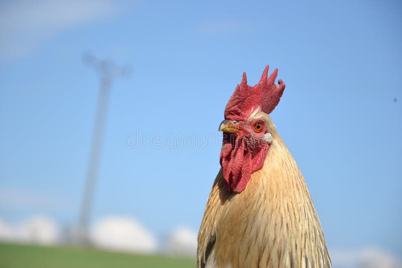 Rooster on traditional rural farm
