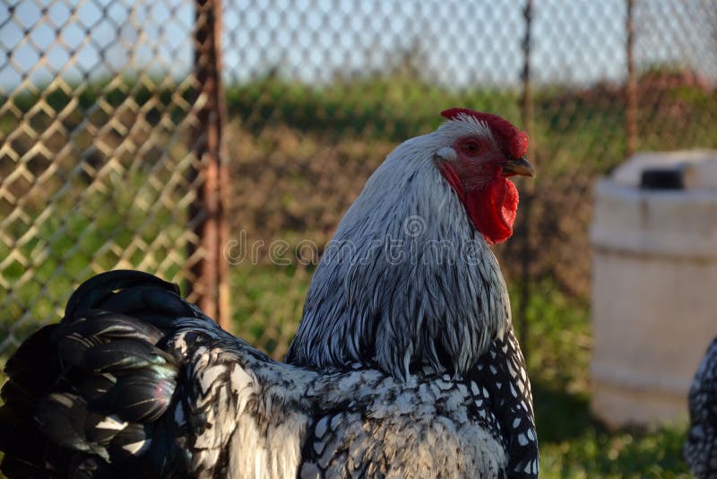 Rooster on traditional rural farm yard