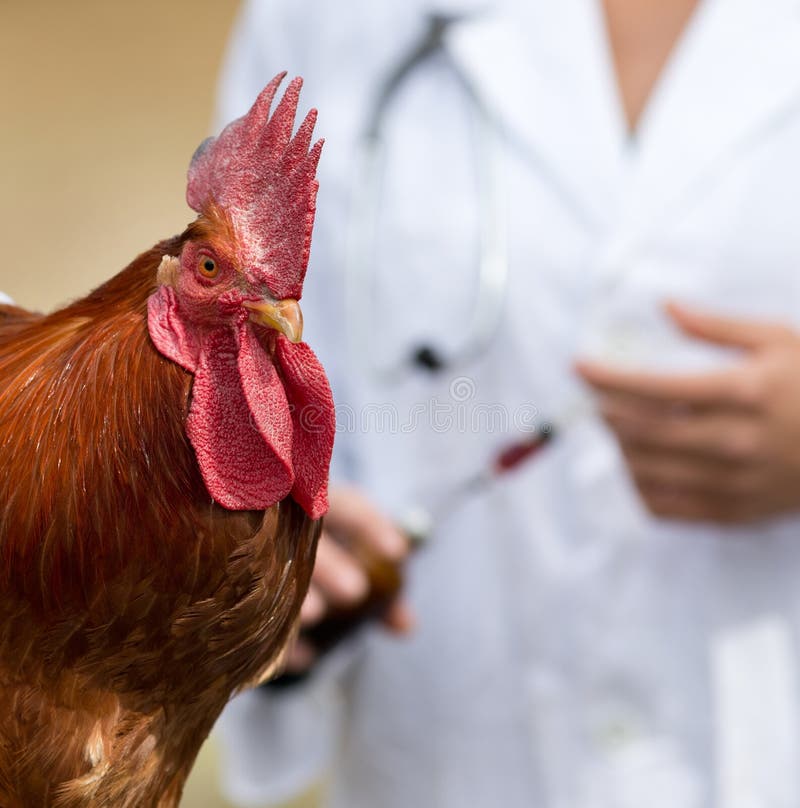 Rooster vaccination