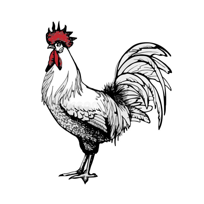 Rooster vector graphics stock vector. Illustration of design - 194793901