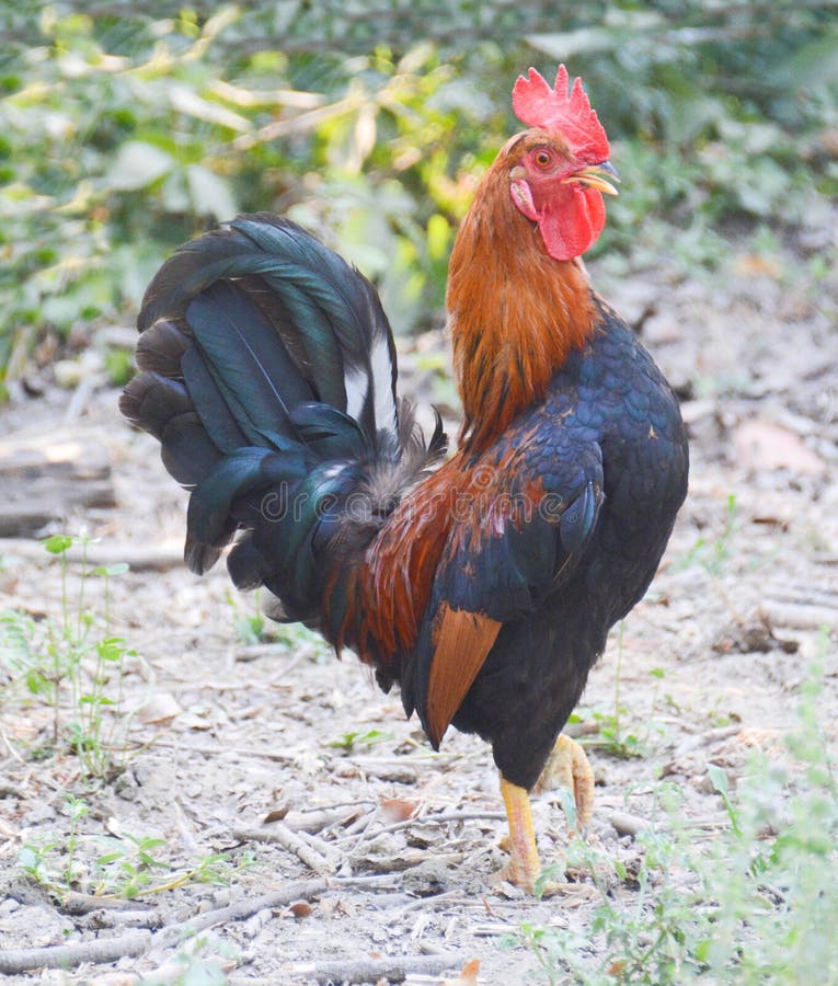 Rooster Position Stock Photos Free & RoyaltyFree Stock Photos from
