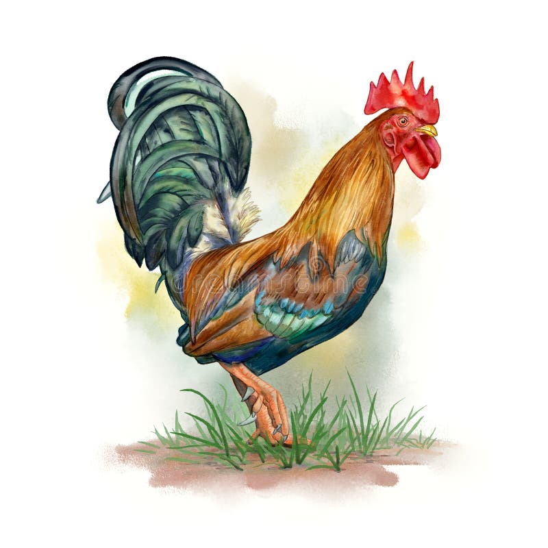 Gallus Stock Illustrations – 224 Gallus Stock Illustrations