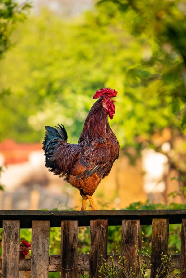 Rooster on a wooden fence in the morning , country side wake up call