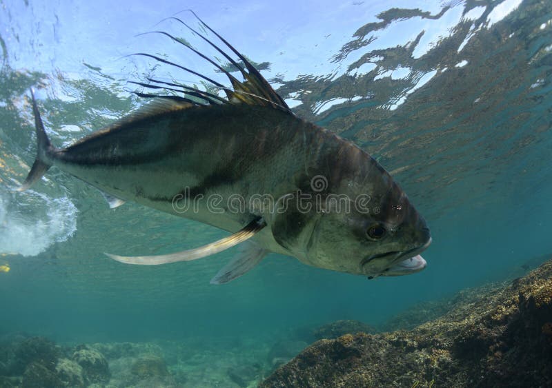 Roosterfish Caught on Hook and Fishing Line Underwater Stock Image
