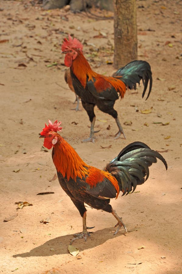 Roosters stock photo. Image of rooster, grow, closeup 30148120