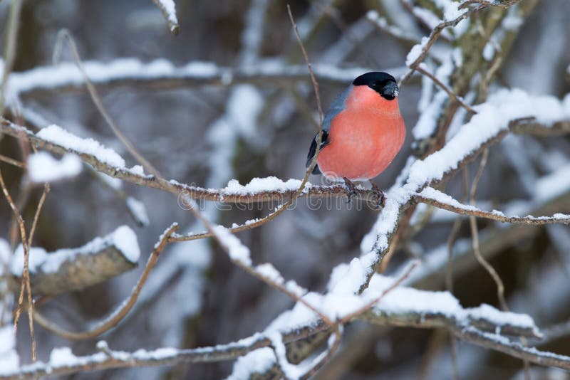 A roosting bullfinch in a winter landscape. stock photos A roosting bullfinch in a winter landscape. stock photos