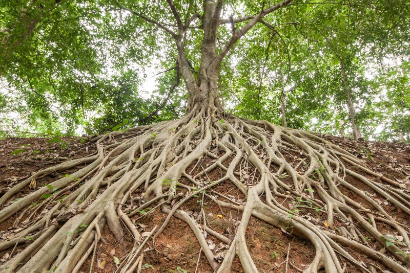 Root of banyan tree. royalty free stock image