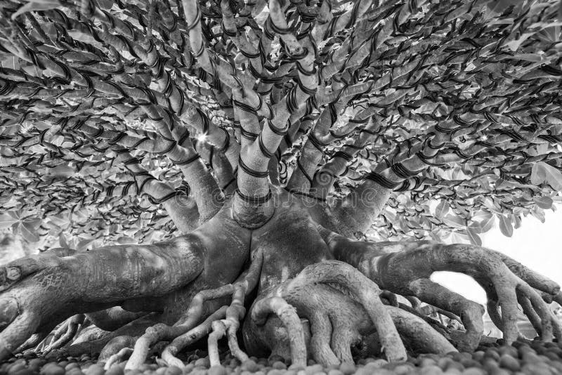 The Root of the Bonsai Tree in the Garden Stock Photo Image of detail