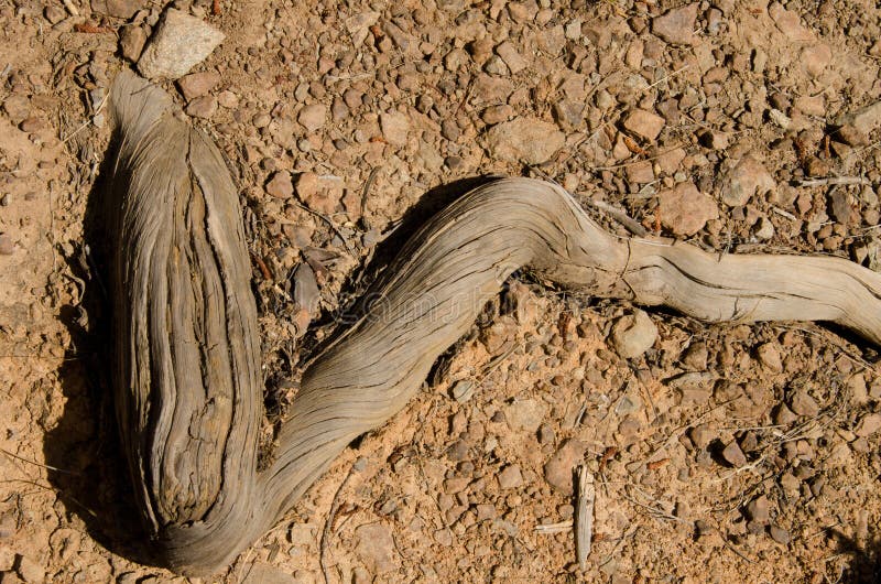 Root of canary island pine stock photo image of nicolas 342697790