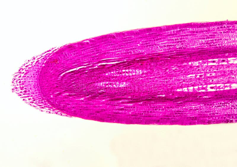 Root cap - microscopic view stock photography