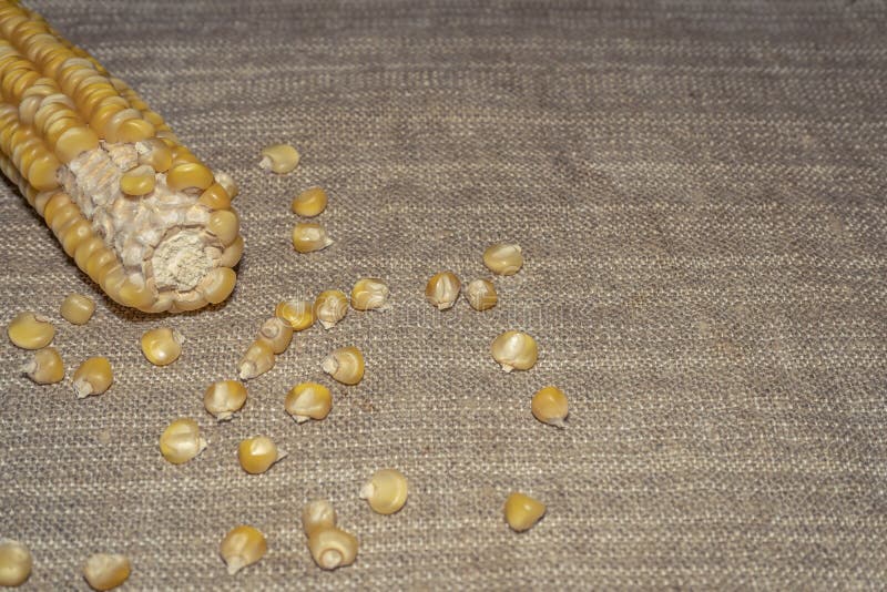Root corn with grains royalty free stock image Root corn with grains royalty free stock image