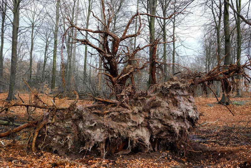 Tree root of a fallen pine tree in the woods. Tree root of a fallen pine tree in the woods