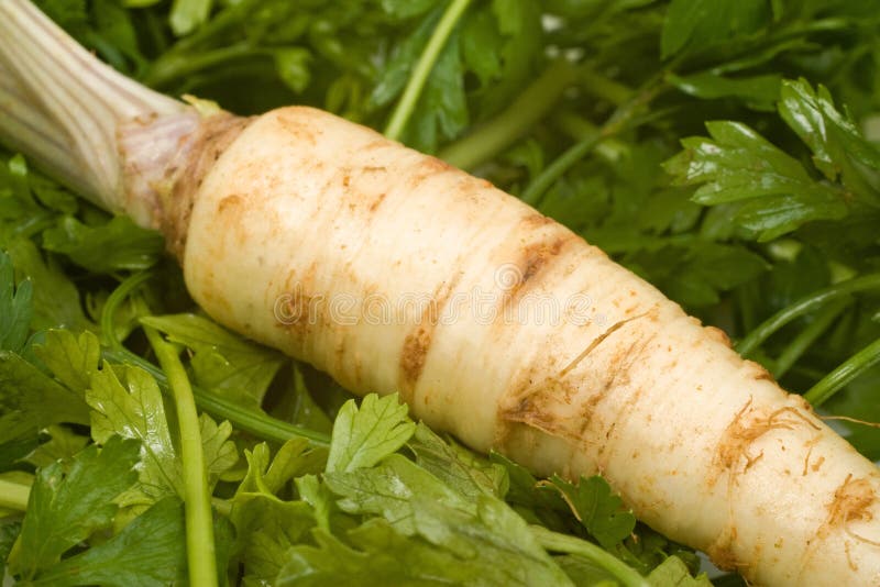 Turnip rooted parsley stock photo. Image of fresh, vitamin 21792788