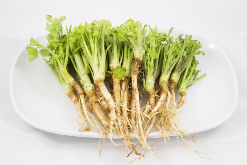Root of Parsley and Garlic stock image. Image of herb 41244657